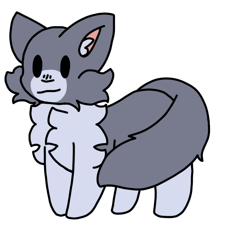 a fluffy dark grey cat with a light grey muzzle, chest, and paws.